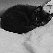Vanille a rejoint le concours — aidez-le/la à gagner de superbes lots ! black_cat, kitten, sleeping, curled_up, blanket, couch, pet, feline, resting, indoor, cozy, fur, whiskers, ears, cute, domestic_animal, animal, soft_texture, monochrome, relaxing