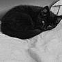 black_cat, kitten, sleeping, curled_up, blanket, couch, pet, feline, resting, indoor, cozy, fur, whiskers, ears, cute, domestic_animal, animal, soft_texture, monochrome, relaxing