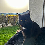 Vanille a rejoint le concours — aidez-le/la à gagner de superbes lots ! animal, black_cat, bushes, cat, cozy, daylight, domestic_animal, feline, fluffy_surface, garden, green_grass, indoor, nature, outdoor, pet, relaxing, sitting, sunlight, white_patch, window