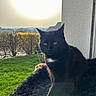 animal, black_cat, bushes, cat, cozy, daylight, domestic_animal, feline, fluffy_surface, garden, green_grass, indoor, nature, outdoor, pet, relaxing, sitting, sunlight, white_patch, window