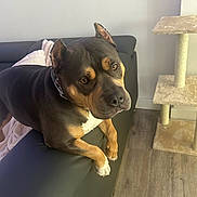 Simba a rejoint le concours — aidez-le/la à gagner de superbes lots ! dog, pet, indoor, couch, black, brown, white, flooring, wooden_floor, cat_tree, furniture, animal, canine, looking, relaxed, ears_up, collar, home, cozy, curious
