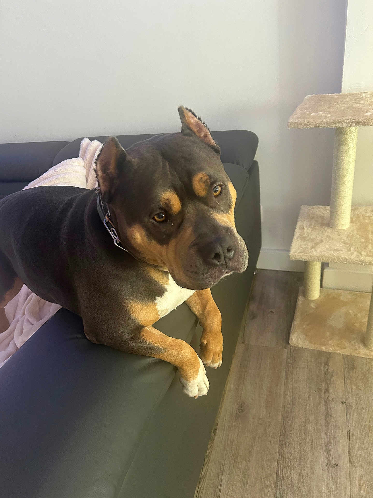 Simba a rejoint le concours — aidez-le/la à gagner de superbes lots ! dog, pet, indoor, couch, black, brown, white, flooring, wooden_floor, cat_tree, furniture, animal, canine, looking, relaxed, ears_up, collar, home, cozy, curious