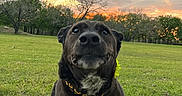Licky joined the competition — help win amazing prizes! animal, black_dog, canine, close_up, collar, dog, field, grass, nature, outdoor, park, pet, photography, portrait, sitting, sky, standing, sunset, trees, yellow_collar