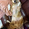dog, pet, fluffy, golden_fur, white_fur, brown_ears, lying_down, belly_up, paws, tail, face, eyes, nose, relaxed, couch, leather, blanket, pillow, indoors, portrait