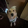 dog, puppy, pet, animal, sitting, looking_at_camera, fluffy, golden_fur, white_fur, green_harness, leash, indoor, hallway, carpet, floor, person, legs, phone_screenshot, browser, portrait