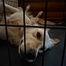 dog, canine, cream_fur, fluffy, long_hair, pet, animal, face, eye, nose, ear, whiskers, lying_down, upside_down, cage, crate, bars, indoor, close_up, portrait