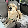dog, golden_retriever, pet, animal, car, vehicle, back_seat, road_trip, collar, green_collar, blanket, sitting, fluffy, long_hair, golden_fur, portrait, indoors, window, travel, icloud_screenshot