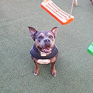 Xéna a rejoint le concours — aidez-le/la à gagner de superbes lots ! animal, artificial_turf, black_harness, canine, cute, daylight, dog, ears_up, friendly, grass, happy, leisure, orange_swing, outdoor, park, pet, play, playground, sitting, smiling