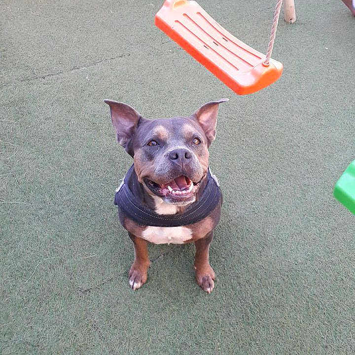Xéna a rejoint le concours — aidez-le/la à gagner de superbes lots ! animal, artificial_turf, black_harness, canine, cute, daylight, dog, ears_up, friendly, grass, happy, leisure, orange_swing, outdoor, park, pet, play, playground, sitting, smiling
