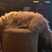 Teddy is registered to the contest to win money with this photo: animal, brown, comfort, cozy, curly_fur, cushion, cute, dim_light, dog, fluffy, furniture, home, indoor, long_tail, mammal, pet, relaxed, resting, sleeping, stool