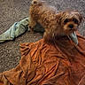 Teddy joined the competition — help win amazing prizes! animal, blue_towel, brown_dog, carpet, companion, curious, cute, dog, domestic, floor, fur, home, indoor, looking_up, orange_towel, pet, playful, scruffy, small_dog, towel