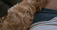 Teddy is registered to the contest to win money with this photo: carpet, casual_clothing, close_up, comfort, companion, cozy, curled_up, curly_hair, denim_shorts, dog, fur, home, human_leg, indoor, leather_couch, pet, relaxing, resting, snuggling, white_shirt