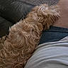 carpet, casual_clothing, close_up, comfort, companion, cozy, curled_up, curly_hair, denim_shorts, dog, fur, home, human_leg, indoor, leather_couch, pet, relaxing, resting, snuggling, white_shirt