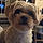 Teddy