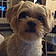 Teddy