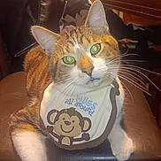 Meow Meows is registered to the contest to win money with this photo: cat, tabby, bib, monkey, indoor, chair, feline, whiskers, green_eyes, pet, cute, animal, domestic, relaxed, closeup, fur, looking, mammal, sitting, cozy