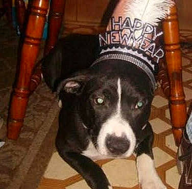 Ellie Mae joined the competition — help win amazing prizes! canidae, carnivore, chair, companion_dog, dog, dog_breed, dog_collar, flooring, fur, guard_dog, hat, metal, non_sporting_group, snout, sporting_group, whiskers, working_animal, working_dog