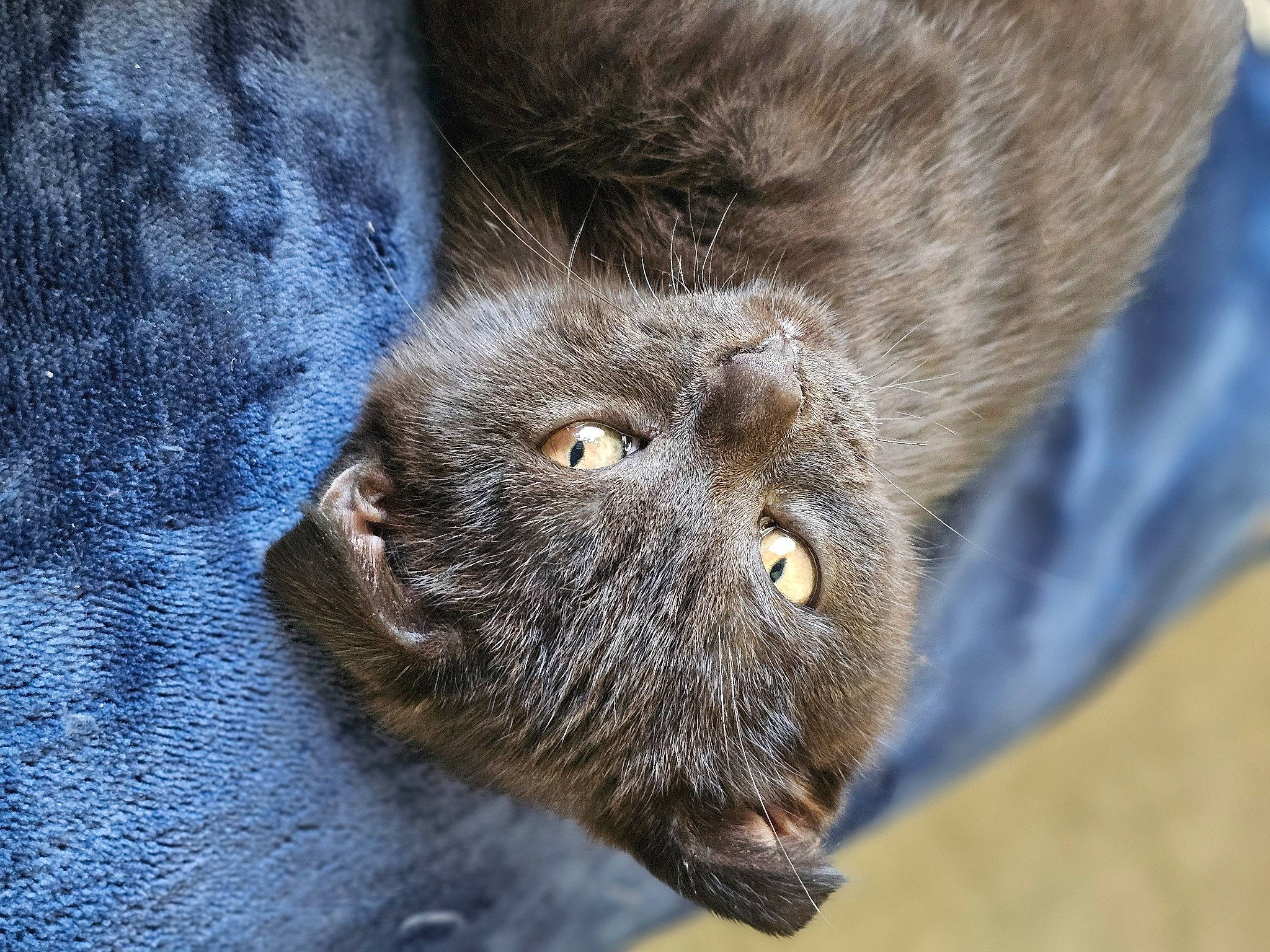 Faelynn is registered to the contest to win money with this photo: carnivore, cat, claw, domestic_short_haired_cat, electric_blue, felidae, fur, grey, paw, scottish_fold, small_to_medium_sized_cats, snout, tail, terrestrial_animal, whiskers