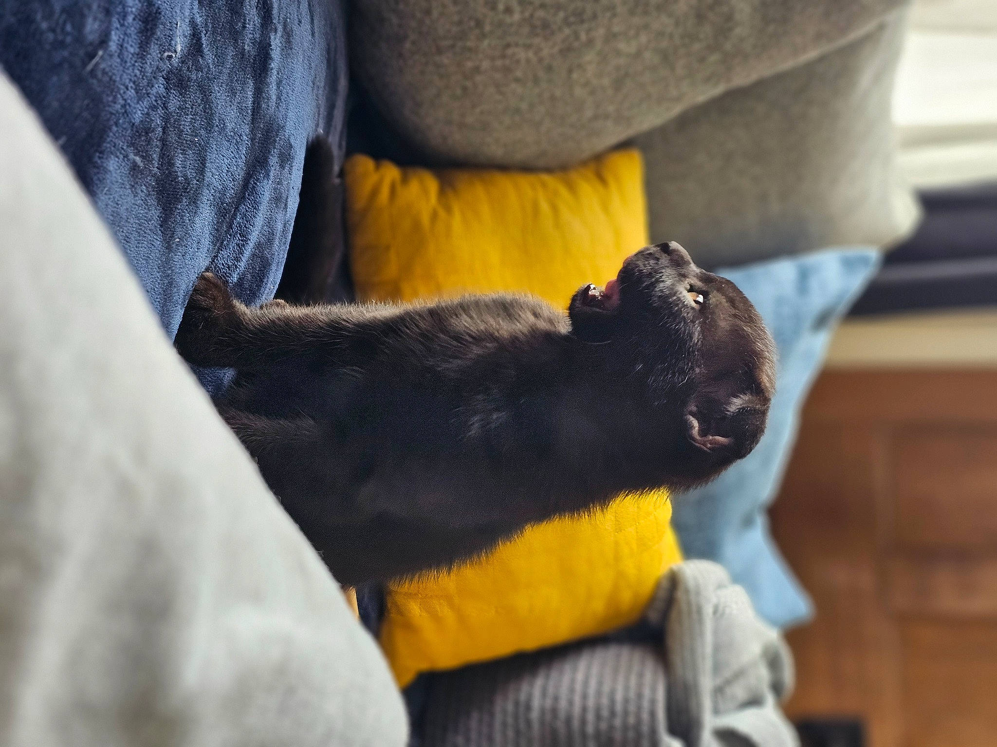 Faelynn joined the competition — help win amazing prizes! carnivore, comfort, companion_dog, dog_breed, electric_blue, fawn, felidae, finger, fur, gesture, human_leg, nail, paw, sleeve, small_to_medium_sized_cats, tail, terrestrial_animal, toy, whiskers, wrist