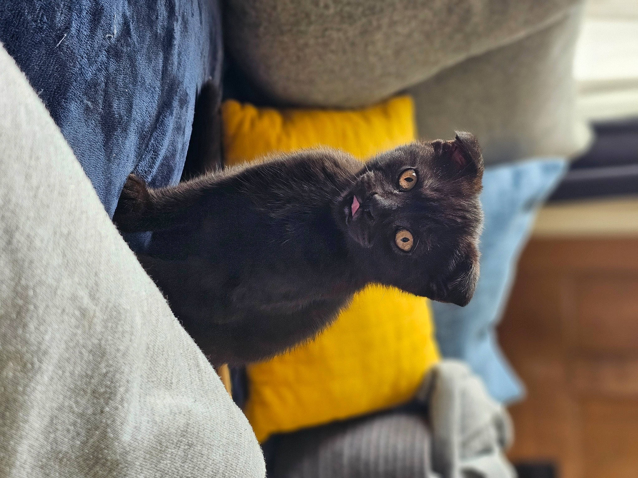 Faelynn is registered to the contest to win money with this photo: black_cat, bombay, canidae, carnivore, cat, claw, comfort, couch, dog_breed, domestic_short_haired_cat, electric_blue, felidae, fur, gesture, plant, sleeve, small_to_medium_sized_cats, snout, tail, whiskers