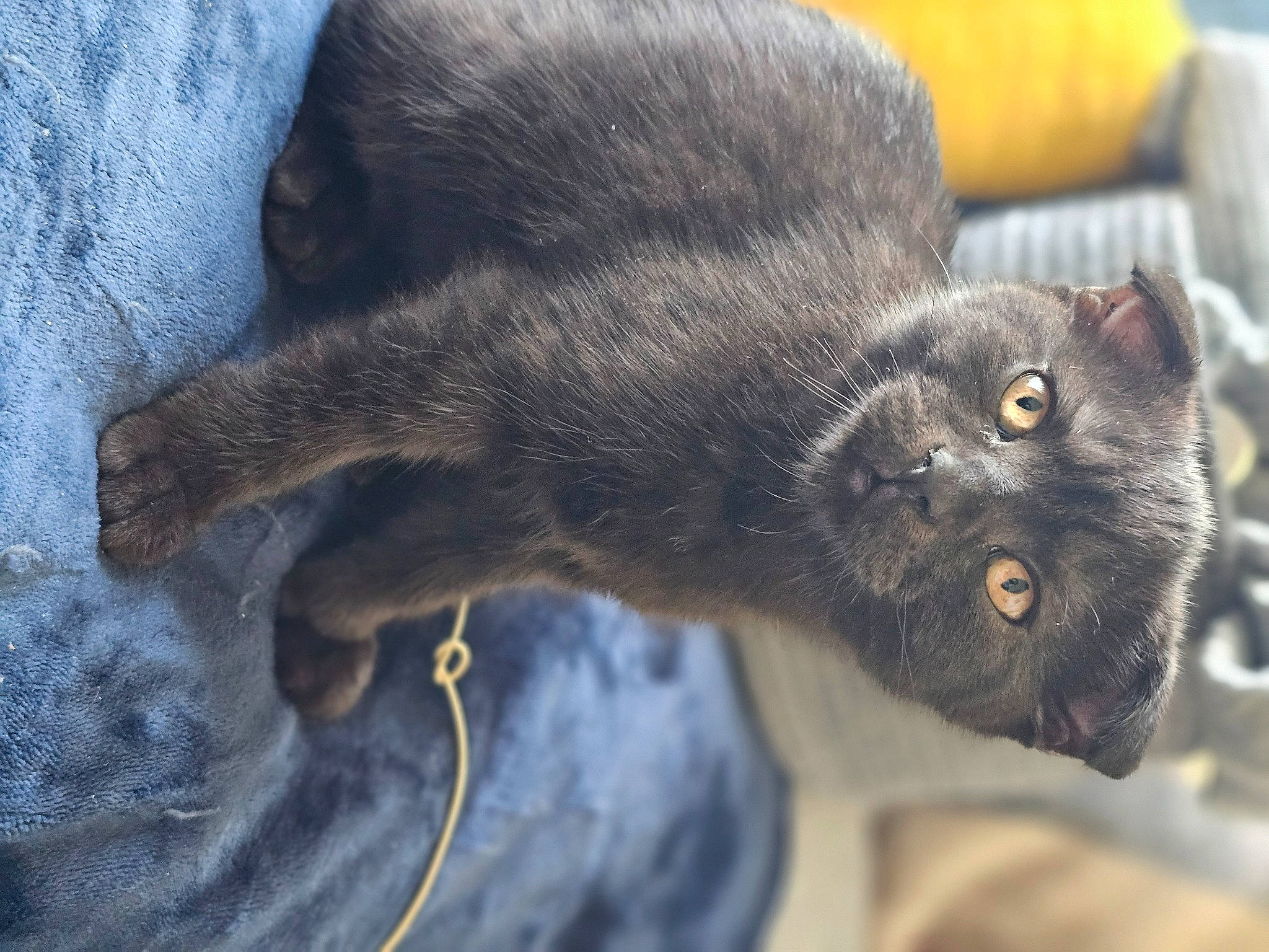 Faelynn joined the competition — help win amazing prizes! black_cat, bombay, canidae, carnivore, cat, claw, dog_breed, domestic_short_haired_cat, electric_blue, eye, felidae, fur, gesture, paw, small_to_medium_sized_cats, snout, sporting_group, tail, terrestrial_animal, whiskers