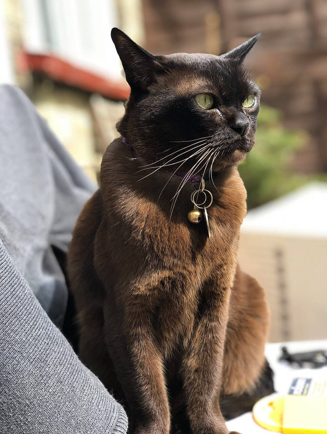 Suuki joined the competition — help win amazing prizes! carnivore, cat, domestic_short_haired_cat, felidae, fur, plant, small_to_medium_sized_cats, terrestrial_animal, whiskers