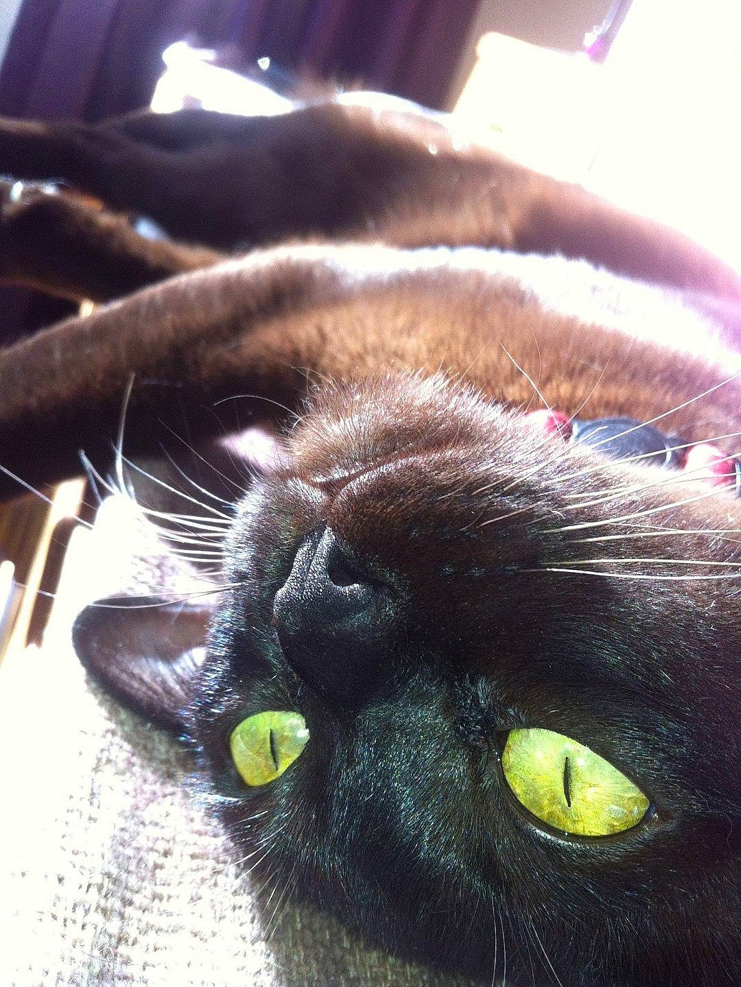 Suuki joined the competition — help win amazing prizes! black_cat, bombay, carnivore, cat, claw, close_up, comfort, domestic_short_haired_cat, ear, felidae, fur, liver, macro_photography, small_to_medium_sized_cats, snout, terrestrial_animal, whiskers, wildlife