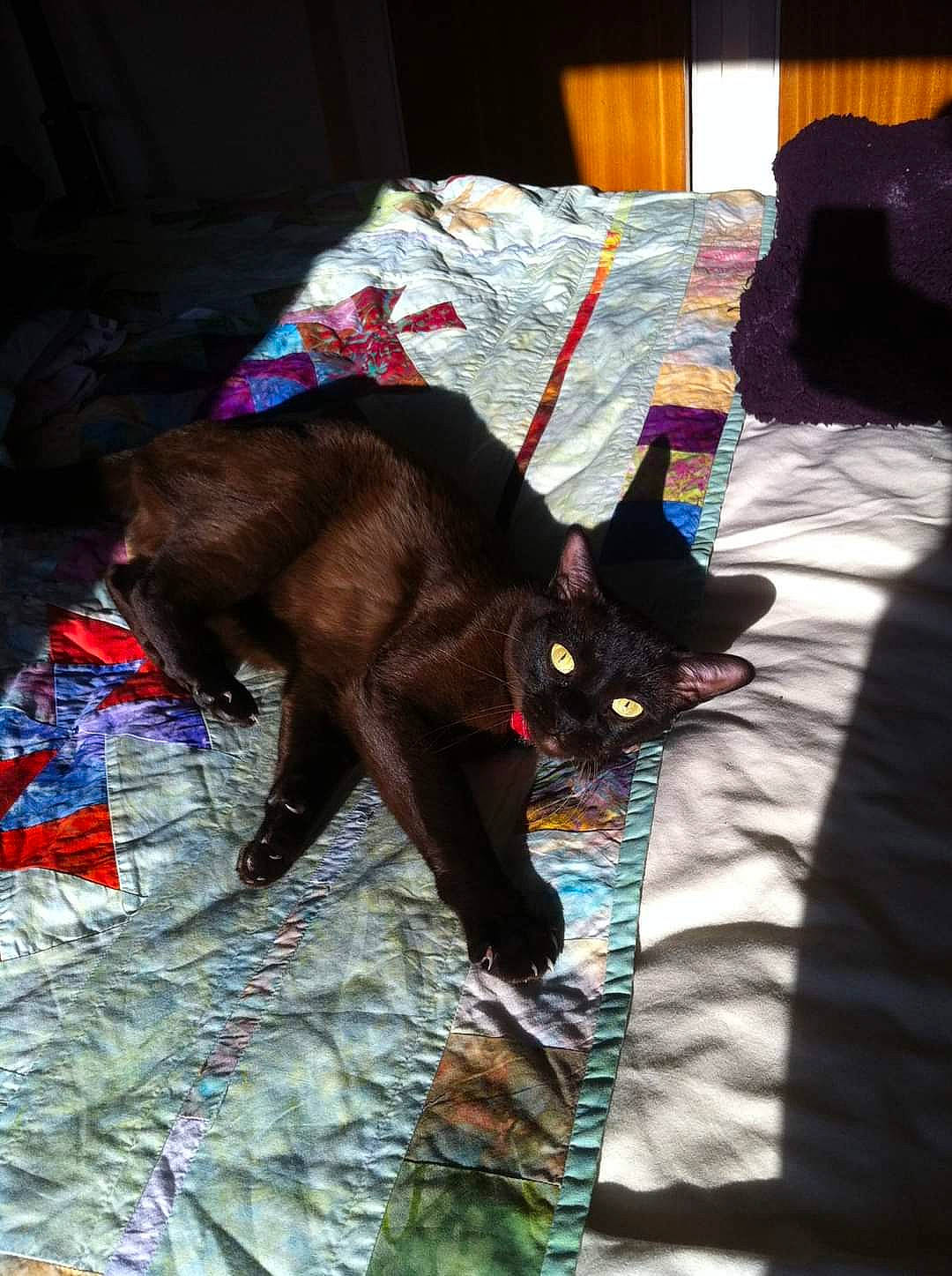 Suuki is registered to the contest to win money with this photo: art, black_cat, canidae, carmine, carnivore, cat, comfort, dog_breed, domestic_short_haired_cat, felidae, fur, human_leg, linens, nap, small_to_medium_sized_cats, sporting_group, tail, textile, tints_and_shades, whiskers