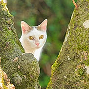 Azura a rejoint le concours — aidez-le/la à gagner de superbes lots ! animal, bark, branch, cat, closeup, curious, cute, daylight, ears, eyes, feline, forest, green, moss, nature, outdoor, pet, tree, white_cat, wildlife