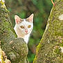 animal, bark, branch, cat, closeup, curious, cute, daylight, ears, eyes, feline, forest, green, moss, nature, outdoor, pet, tree, white_cat, wildlife