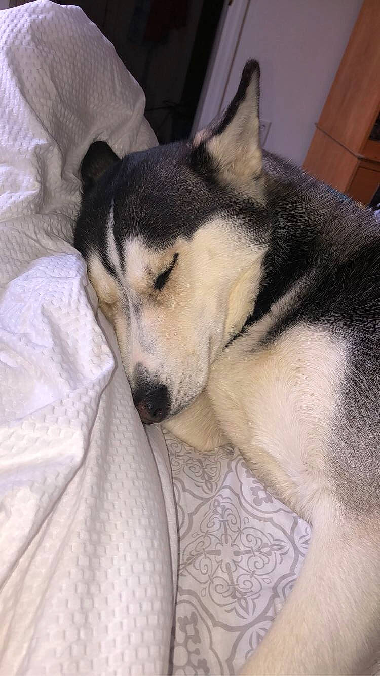 Kiara is registered to the contest to win money with this photo: alaskan_malamute, canidae, carnivore, czechoslovakian_wolfdog, dog, dog_breed, east_siberian_laika, labrador_husky, mammal, miniature_siberian_husky, northern_inuit_dog, rare_breed_dog, sakhalin_husky, seppala_siberian_sleddog, siberian_husky, sled_dog, snout, vertebrate, whiskers, wolfdog