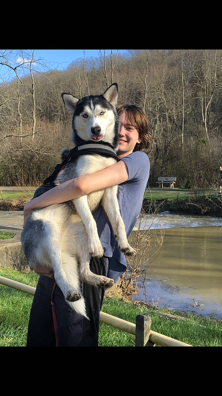 Kiara joined the competition — help win amazing prizes! alaskan_malamute, canidae, carnivore, czechoslovakian_wolfdog, dog, dog_breed, east_siberian_laika, jamthund, labrador_husky, mammal, native_american_indian_dog, northern_inuit_dog, saarloos_wolfdog, seppala_siberian_sleddog, siberian_husky, sled_dog, sporting_group, vertebrate, west_siberian_laika, wolfdog