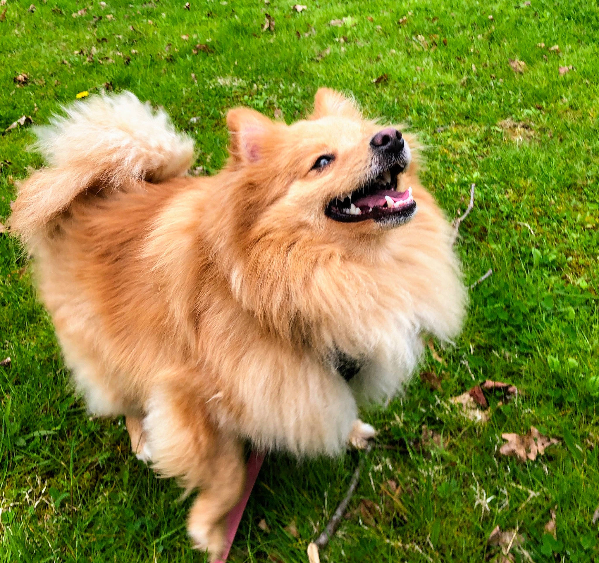 Todd joined the competition — help win amazing prizes! ancient_dog_breeds, canidae, carnivore, companion_dog, dog, dog_breed, finnish_spitz, german_spitz, german_spitz_klein, german_spitz_mittel, grass, icelandic_sheepdog, japanese_spitz, mammal, non_sporting_group, pomeranian, spitz, sporting_group, vertebrate, volpino_italiano