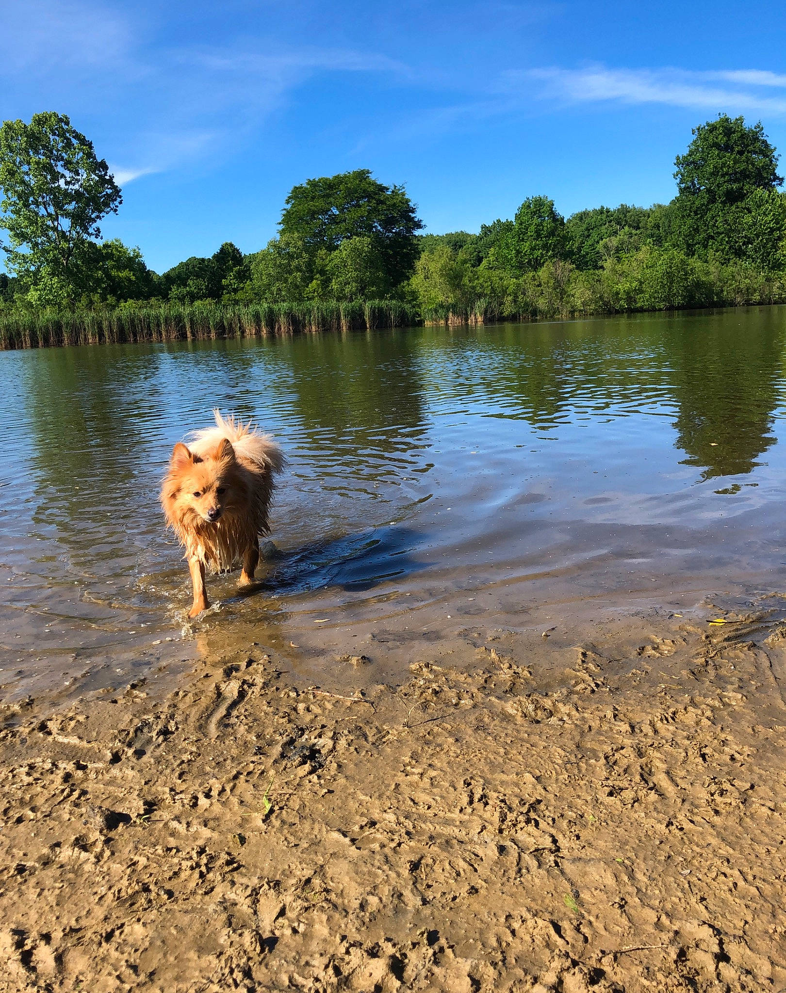 Todd is registered to the contest to win money with this photo: airedale_terrier, bank, canidae, carnivore, dog, dog_breed, golden_retriever, lake, mud, nova_scotia_duck_tolling_retriever, pond, reflection, retriever, river, sporting_group, summer, tree, water, water_resources, working_animal