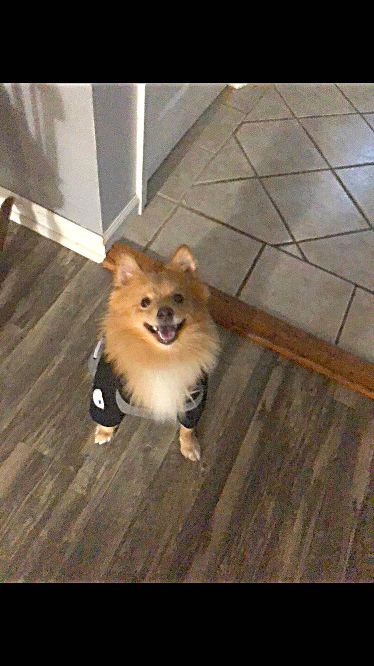 Todd joined the competition — help win amazing prizes! canidae, carnivore, companion_dog, dog, dog_breed, eurasier, fawn, finnish_spitz, german_spitz, german_spitz_klein, german_spitz_mittel, mammal, non_sporting_group, pomeranian, puppy, spitz, sporting_group, toy_dog, vertebrate, volpino_italiano