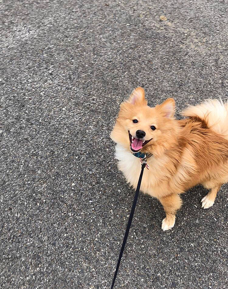 Todd joined the competition — help win amazing prizes! canidae, carnivore, companion_dog, dog, dog_breed, elo, german_spitz, german_spitz_klein, german_spitz_mittel, icelandic_sheepdog, mammal, non_sporting_group, pomeranian, puppy, snout, spitz, sporting_group, toy_dog, vertebrate, volpino_italiano