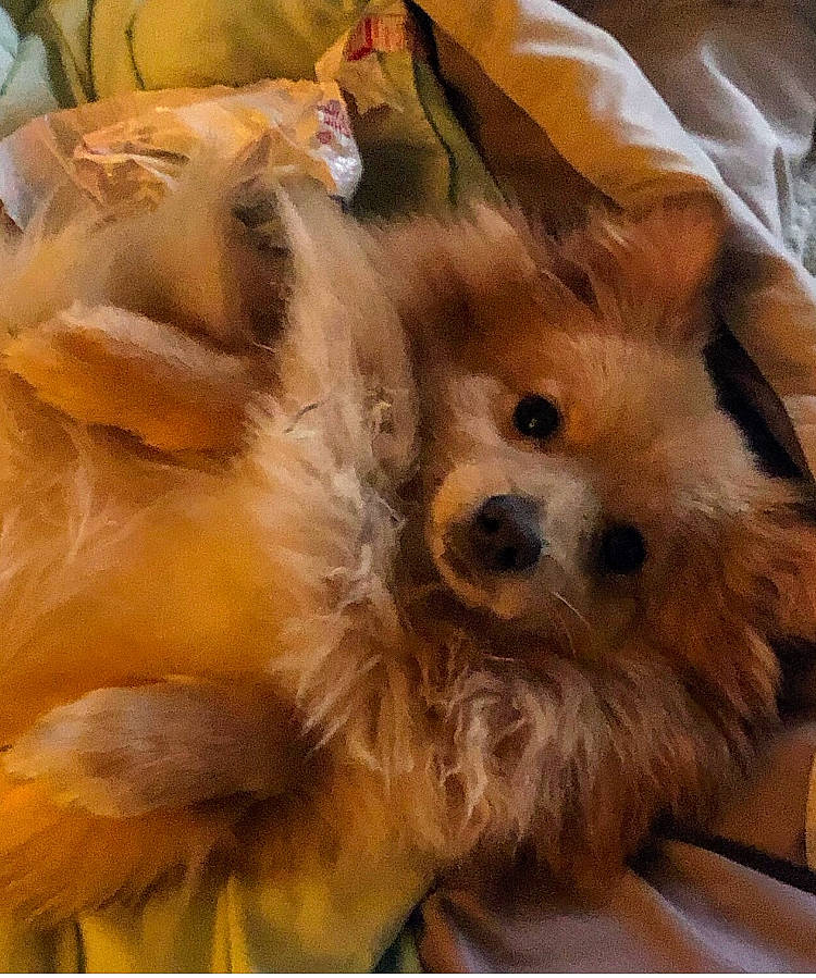 Todd is registered to the contest to win money with this photo: canidae, carnivore, companion_dog, dog, dog_breed, fawn, fur, mammal, pomeranian, puppy, puppy_love, snout, spitz, sporting_group, toy_dog, volpino_italiano, whiskers