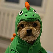 Lilou participe au concours pour gagner de l'argent avec cette photo : dog, costume, green, dinosaur, cute, indoor, pet, animal, fur, face, clothing, orange, spikes, eyes, portrait, sitting, adorable, soft_light, blurred_background, small_dog