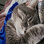 cat, sleeping, tabby, paw, fur, cozy, blanket, blue, patterned, closeup, whiskers, ear, cute, pet, resting, domestic_animal, comfort, indoor, feline, peaceful