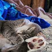 Belle is registered to the contest to win money with this photo: cat, sleeping, paw, bed, blanket, fur, indoor, cozy, relaxed, closeup, animal, pet, whiskers, soft, feline, pattern, colorful, wood, furniture, comfort