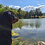 rottweiler, dog, lake, water, nature, trees, sky, clouds, reflection, outdoor, animal, canine, landscape, greenery, rocks, sunlight, peaceful, scenery, pond, summer