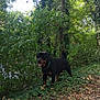 animal, canine, collar, dog, foliage, forest, greenery, happy, leaves, mammal, nature, outdoor, path, pets, rottweiler, shade, sunlight, tongue_out, trees, woods