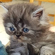 Omaley participe au concours pour gagner de l'argent avec cette photo : asian_semi_longhair, british_semi_longhair, carnivoran, cat, cat_like_mammal, domestic_long_haired_cat, eye, fur, himalayan, kitten, mammal, napoleon_cat, norwegian_forest_cat, persian, ragamuffin, ragdoll, small_to_medium_sized_cats, snout, whiskers