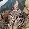 cat, tabby_cat, close_up, green_eyes, whiskers, fur, pet, animal, resting, cushion, indoor, sleepy, face, ears, nose, cute, domestic_cat, portrait, relaxed, feline