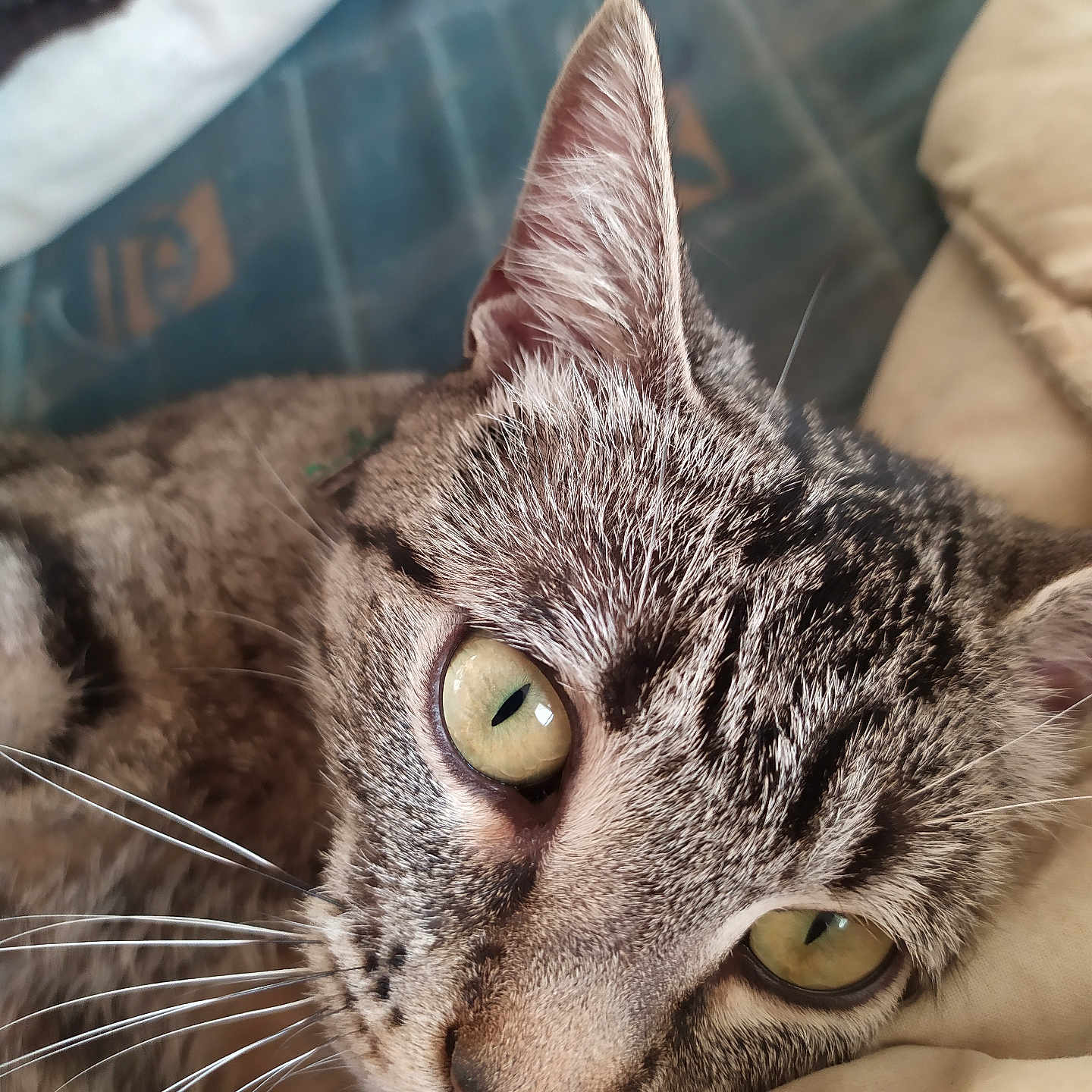Choupette a rejoint le concours — aidez-le/la à gagner de superbes lots ! cat, tabby_cat, close_up, green_eyes, whiskers, fur, pet, animal, resting, cushion, indoor, sleepy, face, ears, nose, cute, domestic_cat, portrait, relaxed, feline