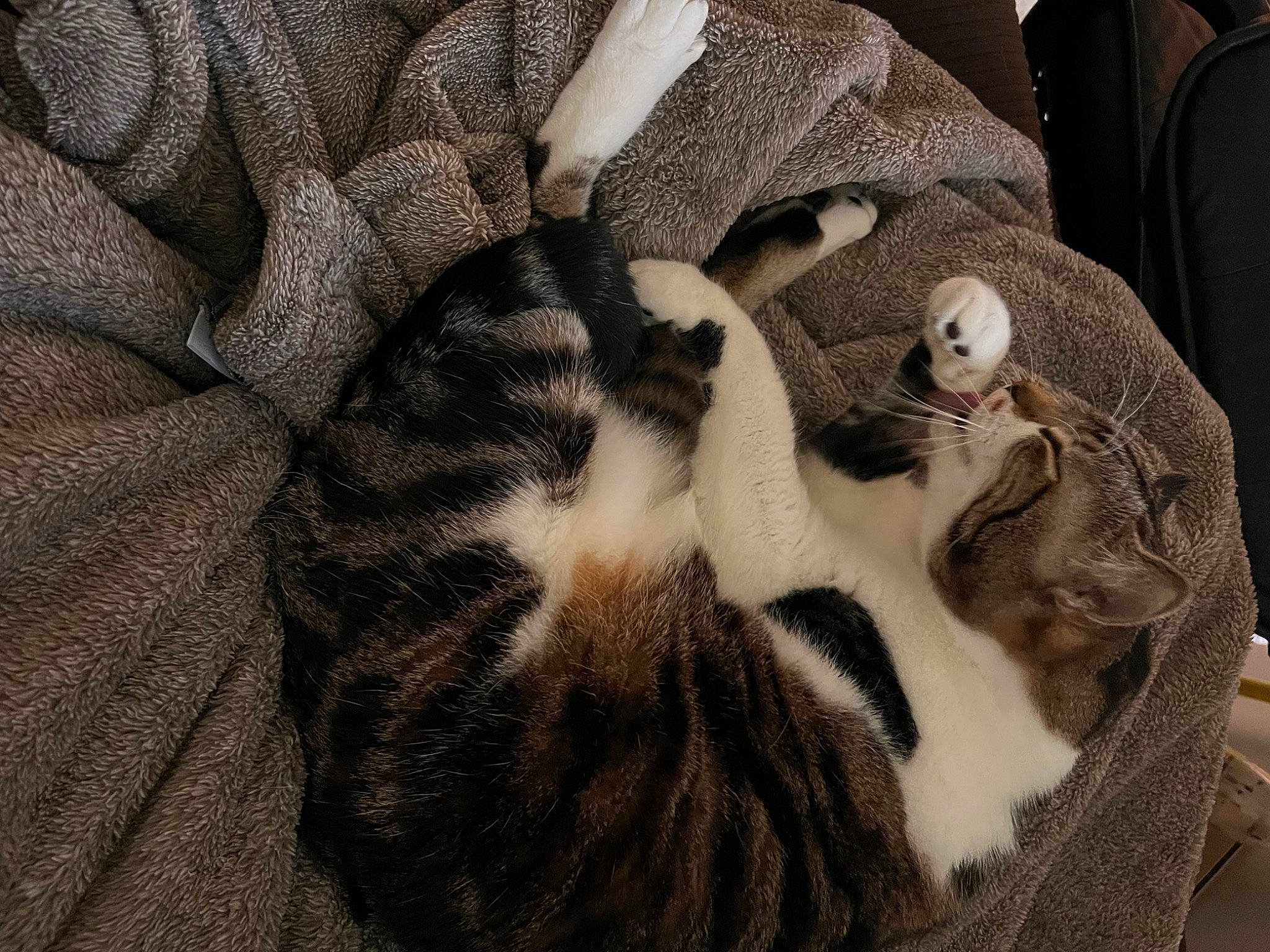 Sharkbait joined the competition — help win amazing prizes! bag, brown, carnivore, cat, cat_bed, comfort, domestic_short_haired_cat, fawn, felidae, fur, grey, linens, luggage_and_bags, mammal, pattern, small_to_medium_sized_cats, tail, terrestrial_animal, vertebrate, whiskers