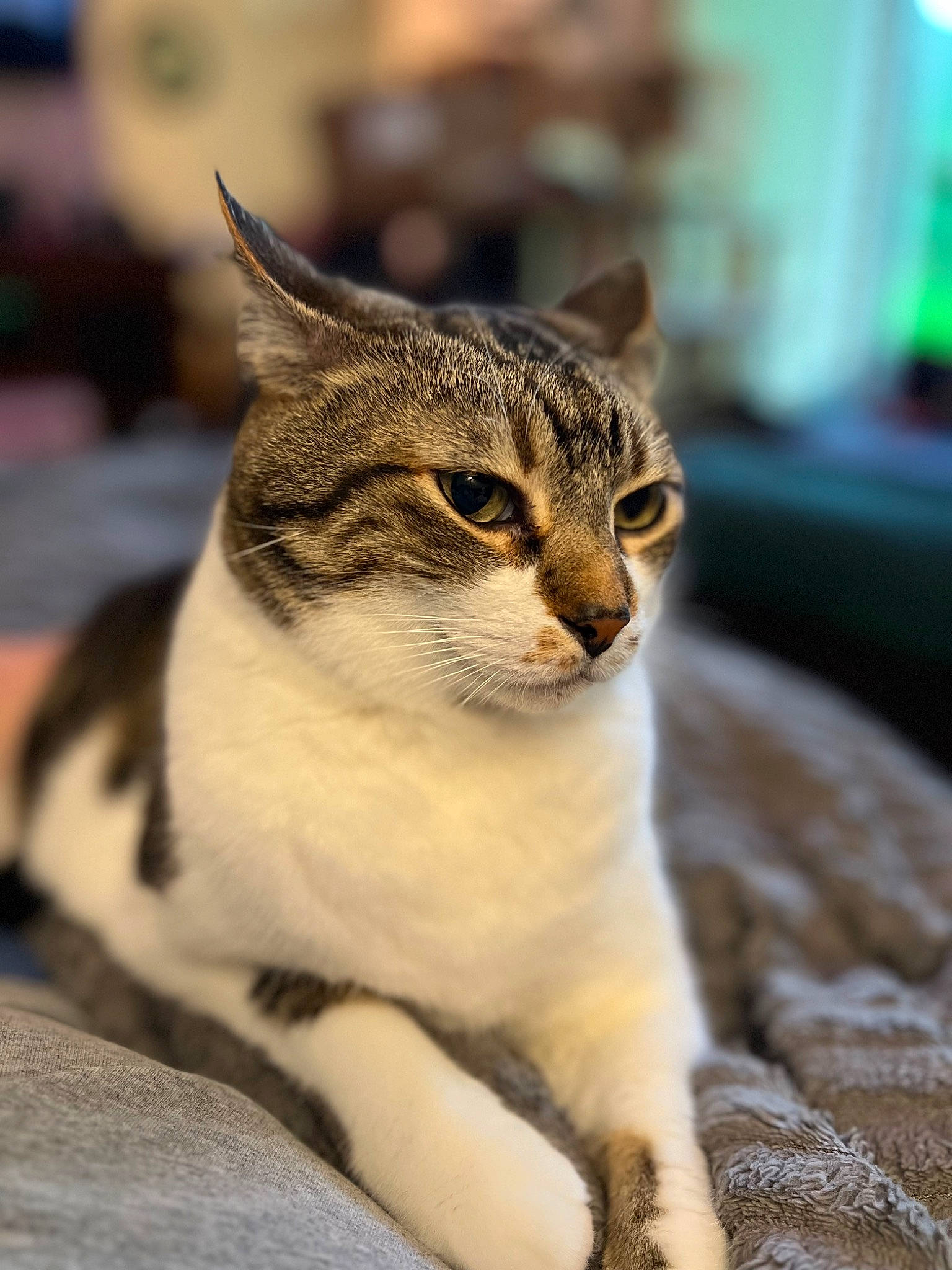 Sharkbait joined the competition — help win amazing prizes! carnivore, cat, domestic_short_haired_cat, eye, felidae, fur, paw, small_to_medium_sized_cats, snout, terrestrial_animal, tree, whiskers, wildlife, window