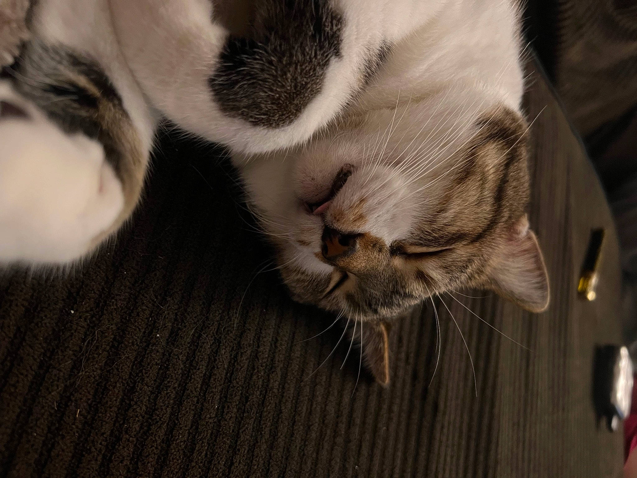 Sharkbait is registered to the contest to win money with this photo: carnivore, cat, claw, close_up, comfort, domestic_short_haired_cat, ear, fawn, felidae, fur, grey, nap, paw, sleep, small_to_medium_sized_cats, snout, tail, terrestrial_animal, whiskers, wood