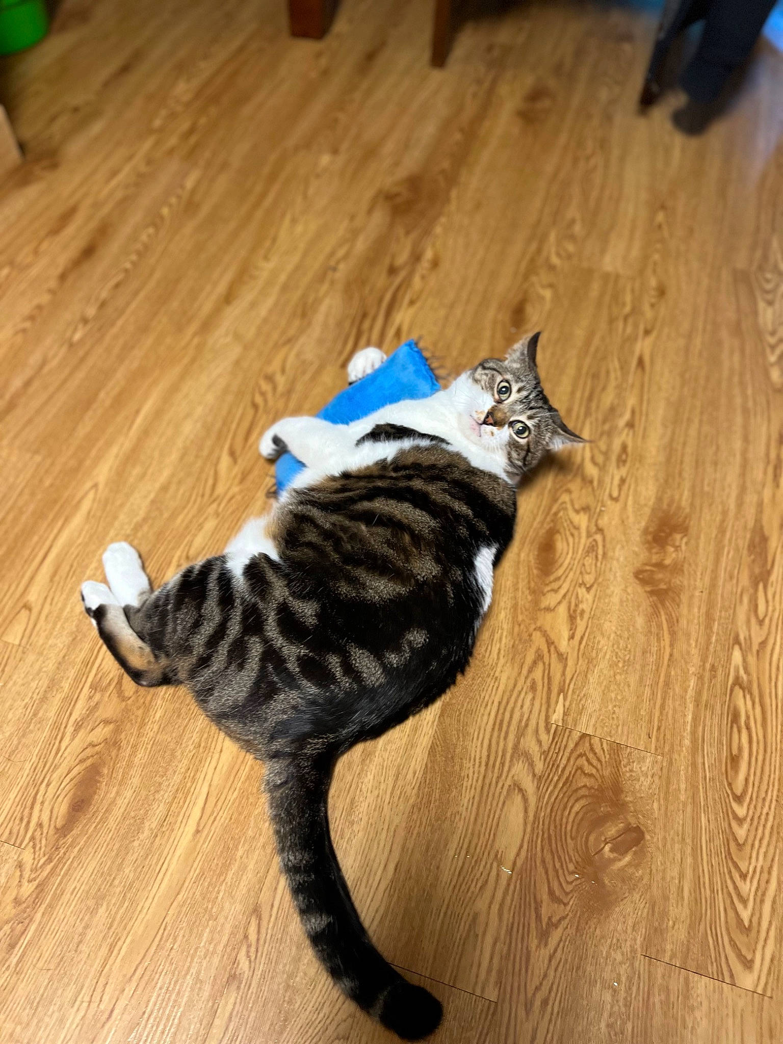 Sharkbait joined the competition — help win amazing prizes! carnivore, cat, dog_breed, domestic_short_haired_cat, felidae, floor, flooring, grey, hardwood, laminate_flooring, paw, small_to_medium_sized_cats, snout, tail, terrestrial_animal, varnish, whiskers, wood, wood_flooring, wood_stain