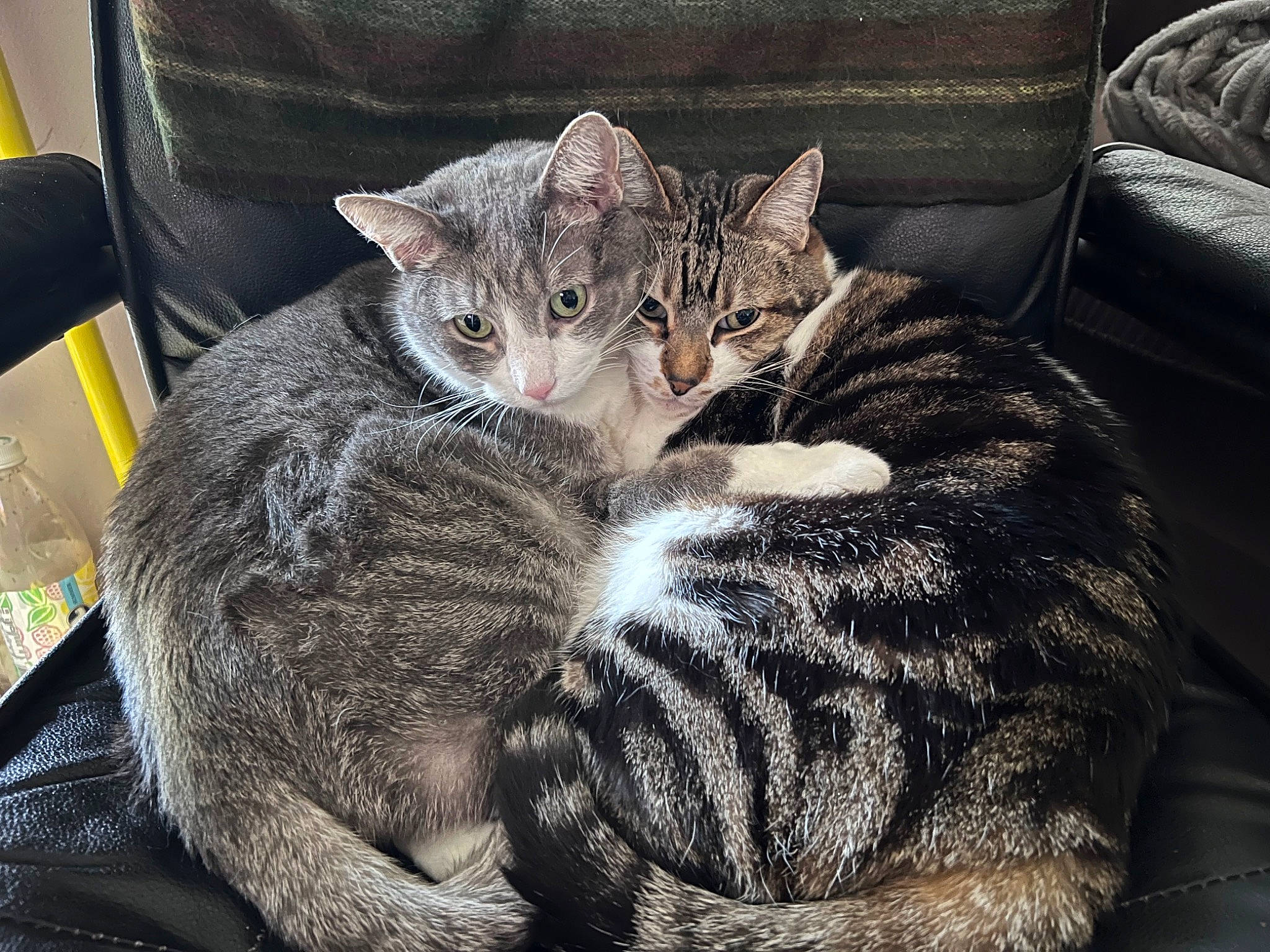 Max is registered to the contest to win money with this photo: carnivore, cat, claw, comfort, couch, domestic_short_haired_cat, felidae, fur, grey, paw, sleeper_chair, small_to_medium_sized_cats, snout, terrestrial_animal, whiskers